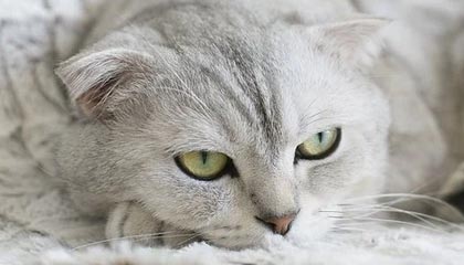 开云下载——开启极致数字体验的新方式